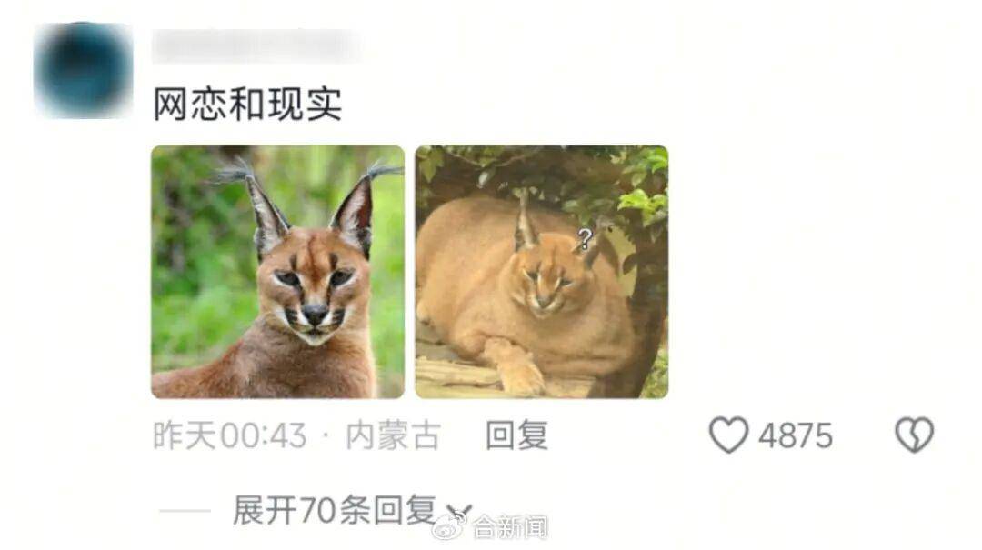 皇冠信用怎么弄_安徽一动物园狞猫因太胖火出圈皇冠信用怎么弄，工作人员：并非真的超重肥胖，是春季换毛期，毛发格外蓬松，白天多在树下睡觉休息，趴着的体态就显得臃肿