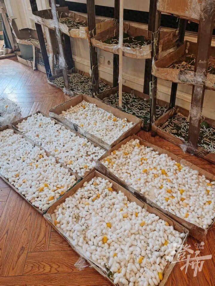 世界杯代理_“半夜醒来世界杯代理，老公一个人坐客厅剥茧！”一家三口养1.2万只蚕宝宝，耗时17天剥茧、煮茧、拉蚕丝兜，终于变成2床蚕丝被，儿子盖上10分钟入睡