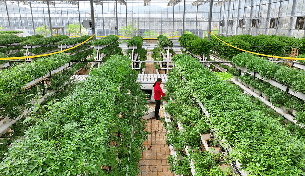 希拉尔足球
_全国政协常委、江西省政协副主席谢茹经济日报刊文:如何纾解粮菜争地之困