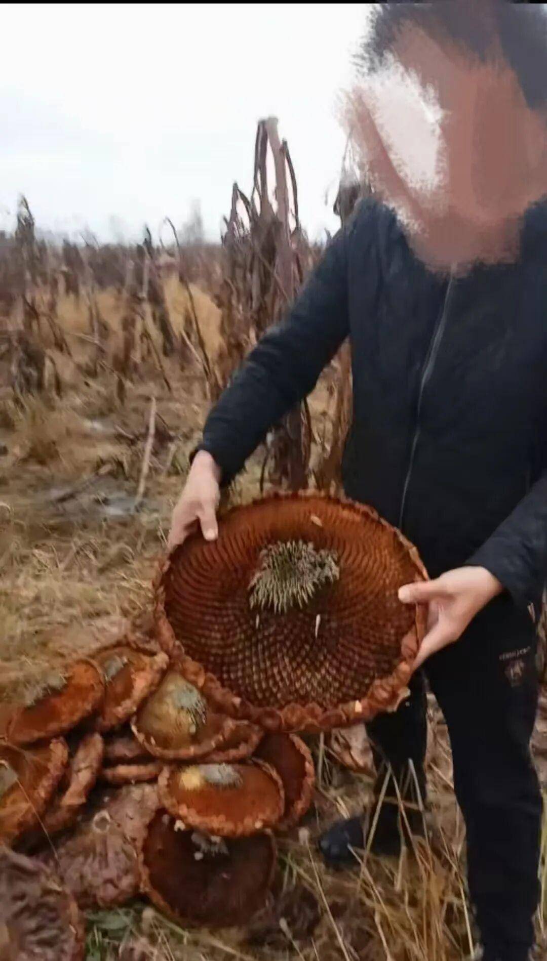 皇冠信用网
_百亩向日葵遭村民哄抢皇冠信用网
,损失50万元!警方已行拘4人