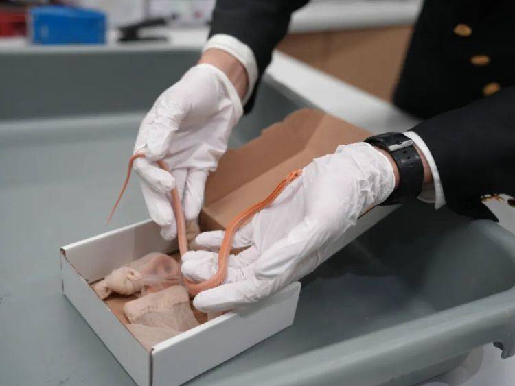 信用网如何申请_女子神色慌张信用网如何申请，海关在其裤子口袋内查获4条用肉色丝袜装着的活体蛇