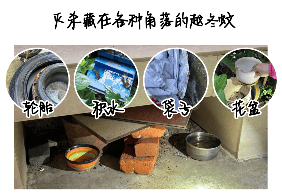 皇冠信用网登3出租_消灭一只等于消灭千只!深圳人皇冠信用网登3出租,天冷也别忘了做这件事!