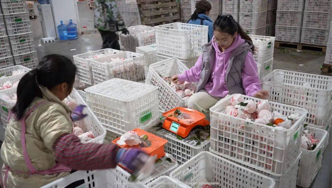 皇冠会员如何申请_考研失败、工作失业皇冠会员如何申请，95后情侣回成都换赛道火了，全网追着买！她说：不是爽文逆袭