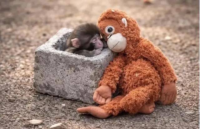 皇冠信用网出租 _毛绒玩具当妈妈皇冠信用网出租 ，被全世界心疼的小猴还有救